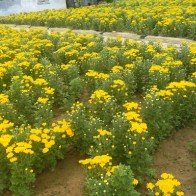 Giá hoa cúc tăng mạnh: 5.000 đồng/cây bán tại vườn