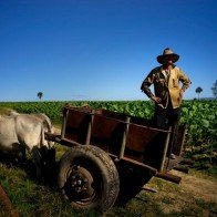 Quy trình sản xuất xì gà cầu kỳ ở Cuba