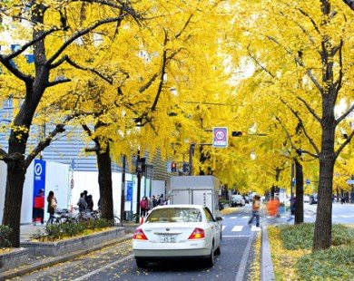 4 điểm đến lý tưởng để ngắm mùa thu ở Osaka