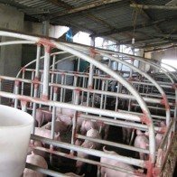 Thu bạc tỷ nhờ khai phá đất hoang
