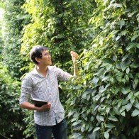 Chậm tổ chức lại sản xuất, hồ tiêu dễ “tiêu”