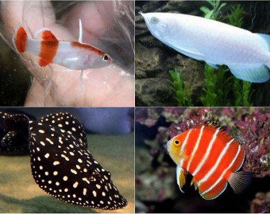 Top 4 loại siêu cá cảnh đắt nhất thế giới