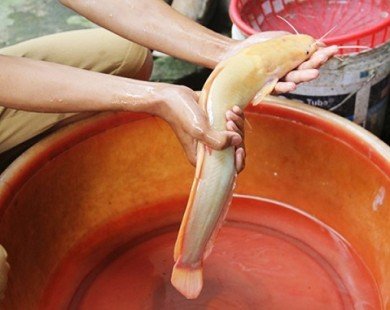 Câu được cá trê vàng cực hiếm ở Nghệ An