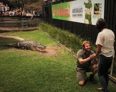 Úc: Vừa cho cá sấu khổng lồ ăn, vừa cầu hôn bạn gái