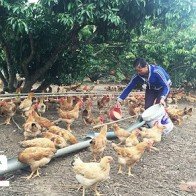 1,5 triệu con gà đồi Yên Thế "sẵn sàng" đón Tết