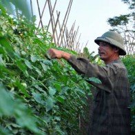 Tổ chức sản xuất tốt, có thể làm giàu từ vụ đông