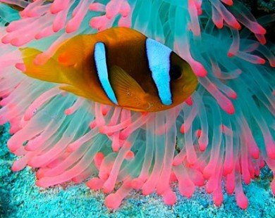 Những động vật nhiều sắc màu nhất thế giới