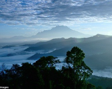 Phát hiện cây nhiệt đới cao nhất thế giới