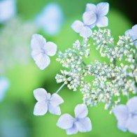 Chi tiết về sự nghiệp, tài vận, công danh của 12 con giáp năm Đinh Dậu 2017