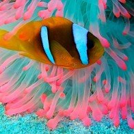 Những động vật nhiều sắc màu nhất thế giới