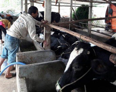 8X nuôi bò sữa, mỗi năm thu nhập hơn 500 triệu đồng