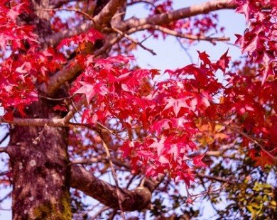 Vẻ đẹp thơ mộng mùa lá đỏ Nhật Bản