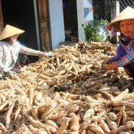 Sắn giảm giá mạnh còn 800 đồng/kg, nông dân thua lỗ