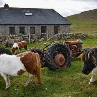 Khám phá xứ sở của những chú ngựa chân ngắn dễ thương