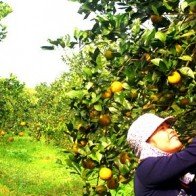 Cam Vinh: Có tiếng và có miếng