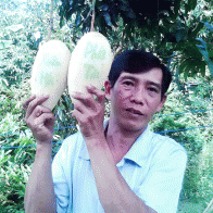 Chạy đua làm nông sản “độc”, lạ phục vụ Tết