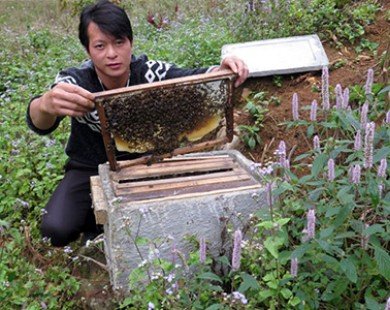 Giữ chất lượng cho mật ong bạc hà Mèo Vạc