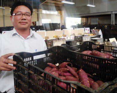 “Lên đời” cho khoai lang, dứa bằng công nghệ Nhật Bản