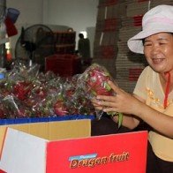 19 doanh nghiệp Trung Quốc ký kết mua thanh long Việt Nam