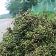 Đặc sản núi rừng ven đường xứ Nghệ vào mùa