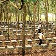 “Cuộc chiến” ong nội - ong ngoại: Lập “hàng rào mới” cho nuôi ong