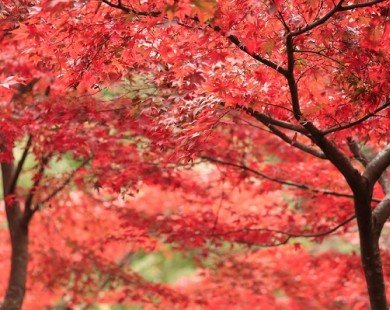 Ngây ngất sắc đỏ cuối thu trên núi Oyama