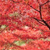 Ngây ngất sắc đỏ cuối thu trên núi Oyama