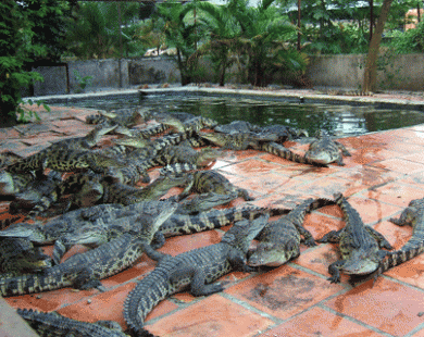 Phụ thuộc thị trường Trung Quốc, cá sấu Việt khó “bơi xa”