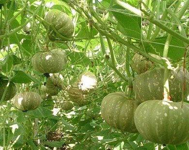 Những điều cần biết về trồng bí ngô