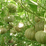 Những điều cần biết về trồng bí ngô