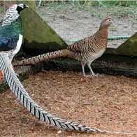 Gần 20 triệu đồng/cặp chim trĩ 7 màu biếu Tết: Muốn mua phải chờ