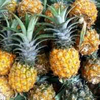 Vua của các loại quả: Ngọt thơm đặc sản dứa suối Hai