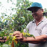 Mai nở sớm, nhà nông “héo ruột”