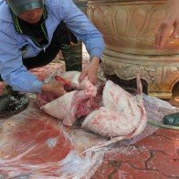 Đại gia chi cả trăm triệu mua cá tiến vua "khủng" mở tiệc Tết