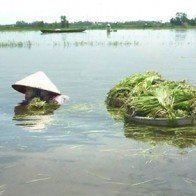 Hẹ nước - rau hoang dại đã thành đặc sản