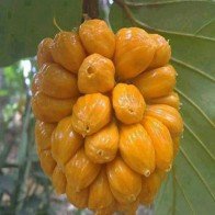 Ngọt thơm mít Tố Nữ Long Khánh – Đồng Nai