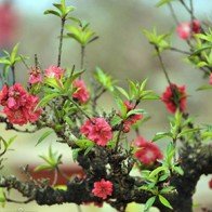 Dùng điều hòa… ủ đào chờ bung dịp Tết