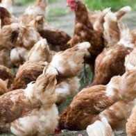 Vi khuẩn trong thịt gà có thể kháng lại thuốc kháng sinh