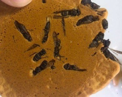 Bánh ong bắp cày - món ngon từ loài vật nguy hiểm