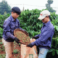 Cà phê sẽ giảm giá sâu vào năm 2017?