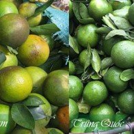 Cách nhận biết cam Trung Quốc và cam Việt Nam đơn giản nhất