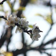 Thung lũng mận cổ Nà Ka ở Mộc Châu