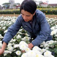 Nhà nông đất Cảng ứng dụng đèn chiếu sáng vào trồng hoa