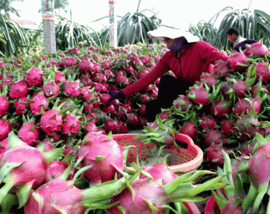 Nông sản Việt chinh phục nước Nhật: Chuối vượt “sát hạch” thế nào?