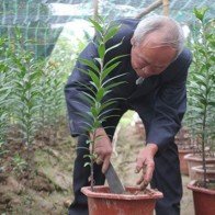 "Hốt bạc" nhờ trồng hoa ly