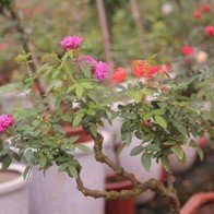 Hoa hồng bonsai đua sắc, mang lại lợi nhuận cao