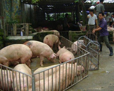 Giá thịt lợn giảm: “Thủ phạm” là... thị trường Trung Quốc?