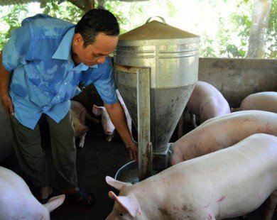 Giá lợn giảm mạnh, người nuôi “đặt cược” vụ Tết