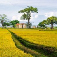 Tour du lịch đồng quê hoài niệm hút khách đến Khánh Hòa