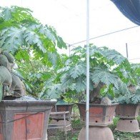 Đu đủ bonsai tán siêu độc tiền triệu hút hàng trước Tết